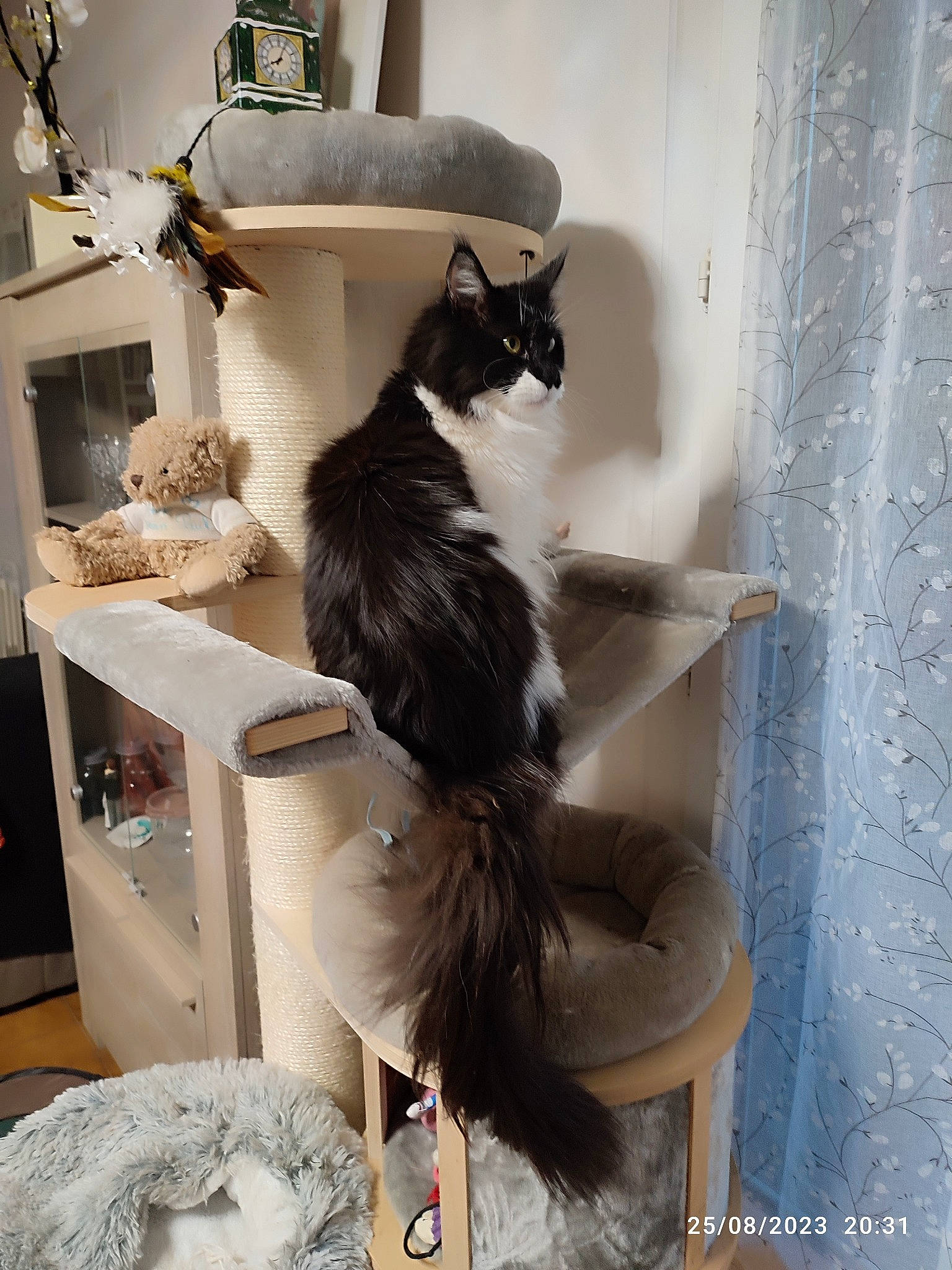 Sophie a rejoint le concours — aidez-le/la à gagner de superbes lots ! carnivore, cat, cat_supply, comfort, domestic_short_haired_cat, eyewear, felidae, fur, hardwood, interior_design, lamp, pet_supply, room, shelf, shelving, small_to_medium_sized_cats, tail, whiskers, window, wood