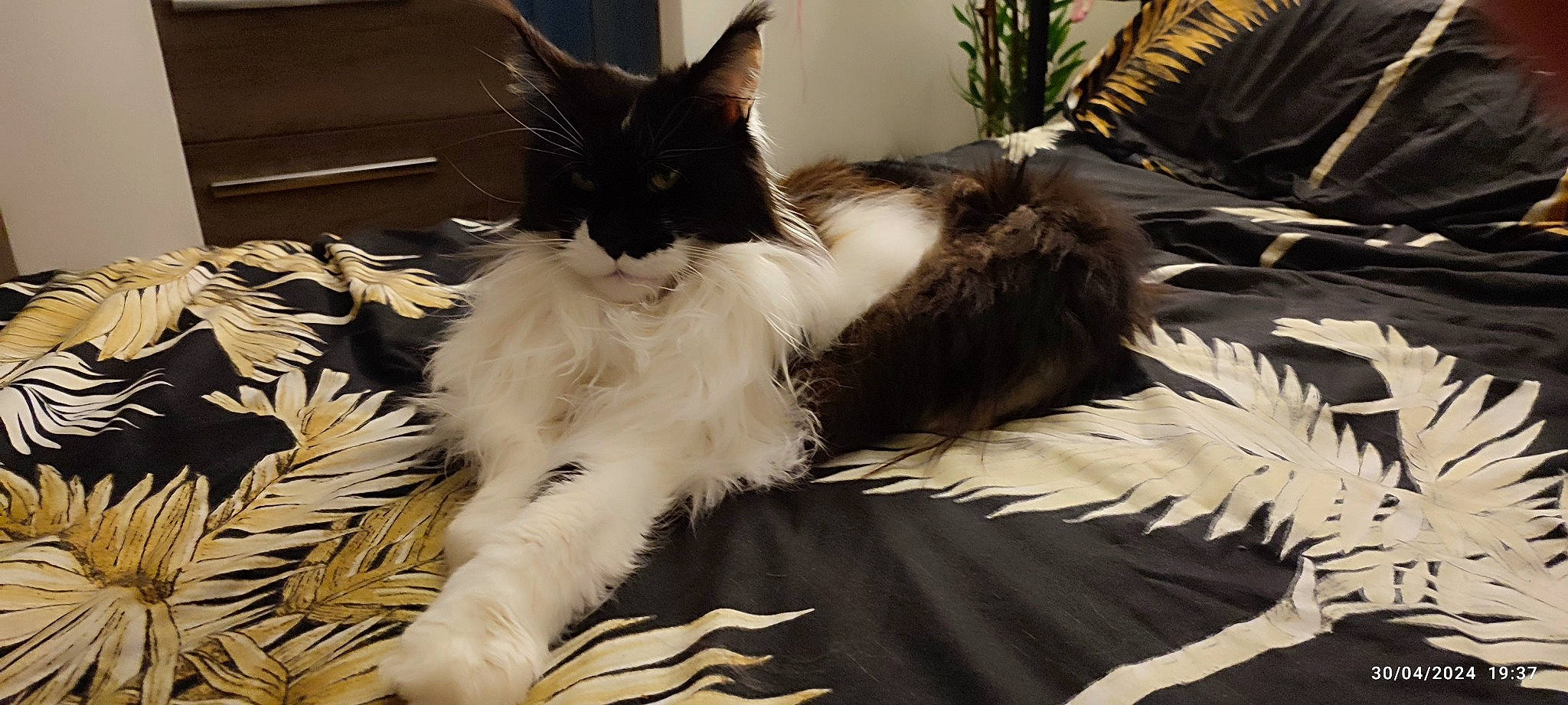 Sophie participe au concours pour gagner de l'argent avec cette photo : bed, carnivore, cat, claw, comfort, domestic_short_haired_cat, felidae, fur, houseplant, lap, nap, paw, plant, sitting, sleep, small_to_medium_sized_cats, snout, tail, whiskers, window