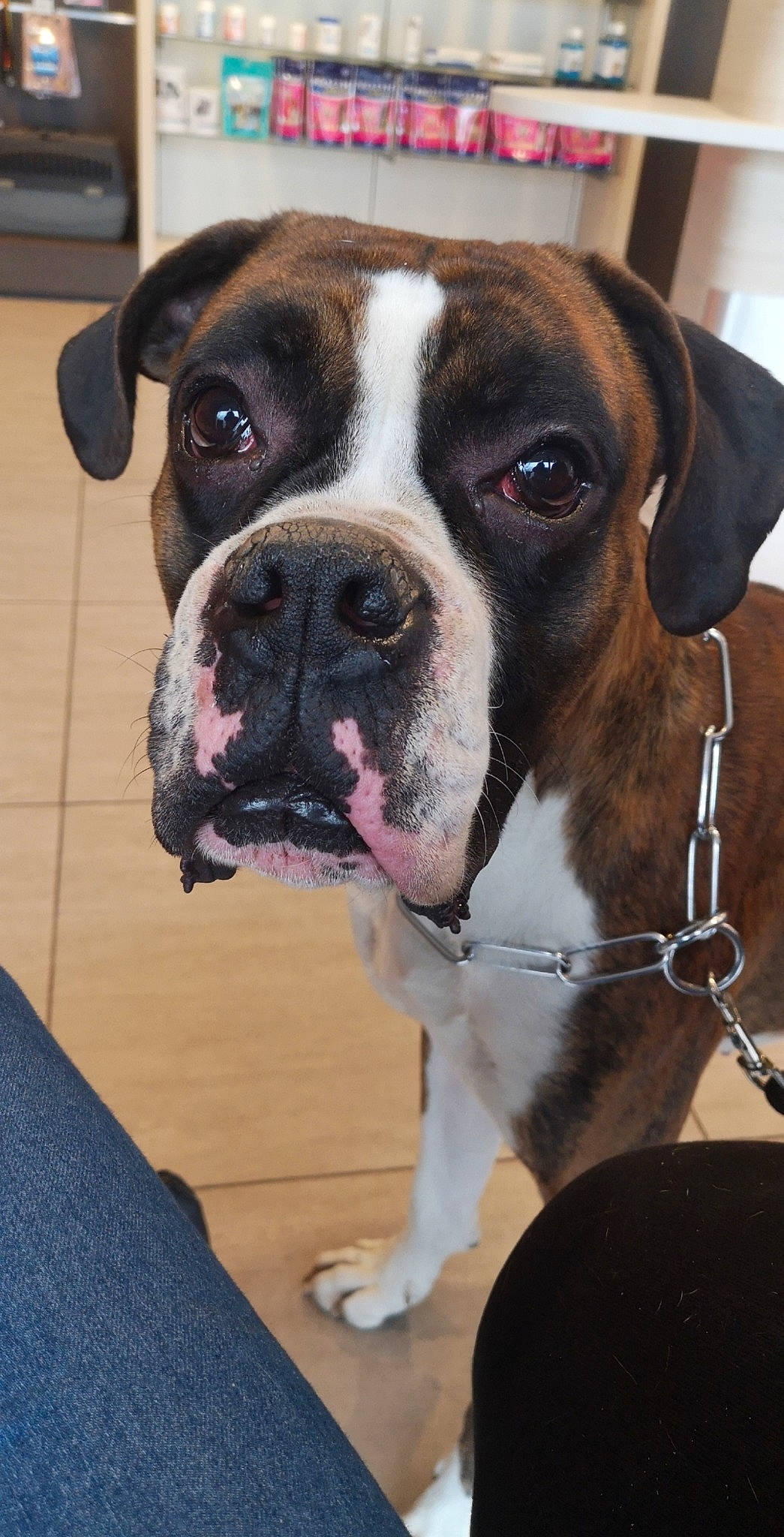 Menko participe au concours pour gagner de l'argent avec cette photo : american_bulldog, ancient_dog_breeds, boxer, canidae, carnivore, companion_dog, dog, dog_breed, dog_collar, fawn, mammal, molosser, old_english_bulldog, olde_english_bulldogge, rare_breed_dog, snout, sporting_group, valley_bulldog, vertebrate, whiskers