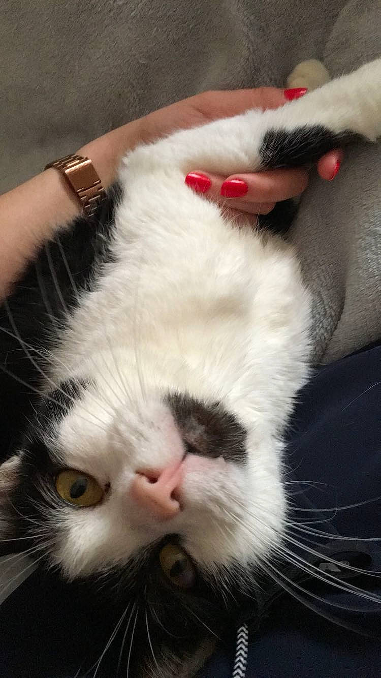 Pitt a rejoint le concours — aidez-le/la à gagner de superbes lots ! american_wirehair, asian, carnivore, cat, close_up, domestic_long_haired_cat, ear, eye, felidae, fur, japanese_bobtail, mammal, mouth, nose, polydactyl_cat, ragdoll, small_to_medium_sized_cats, snout, turkish_van, whiskers