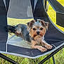 dog, small_dog, yorkshire_terrier, outdoor_chair, mesh_chair, grass, sunlight, pet, animal, cute, relaxed, black_and_gray, fur, ears, eyes, nose, paw, summer, daylight, parked_truck