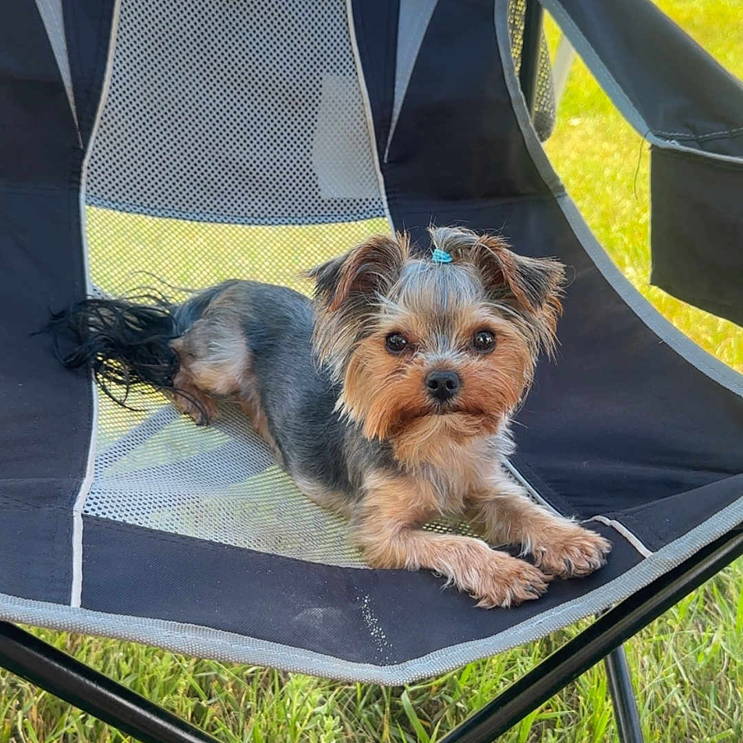 Winnie is registered to the contest to win money with this photo: animal, black_and_gray, cute, daylight, dog, ears, eyes, fur, grass, mesh_chair, nose, outdoor_chair, parked_truck, paw, pet, relaxed, small_dog, summer, sunlight, yorkshire_terrier