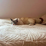 Mimi a rejoint le concours — aidez-le/la à gagner de superbes lots ! animal, bed, cat, comfort, cozy, feline, fur, home, indoor, light, minimalist, pet, quiet, quilt, relaxed, resting, sleeping, soft, tail, whiskers