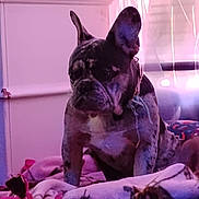 Hermie joined the competition — help win amazing prizes! dog, french_bulldog, brindle, bed, blanket, indoor, pet, canine, animal, fur, ears, collar, resting, cozy, soft_light, pink_light, furniture, home, curtains, quiet