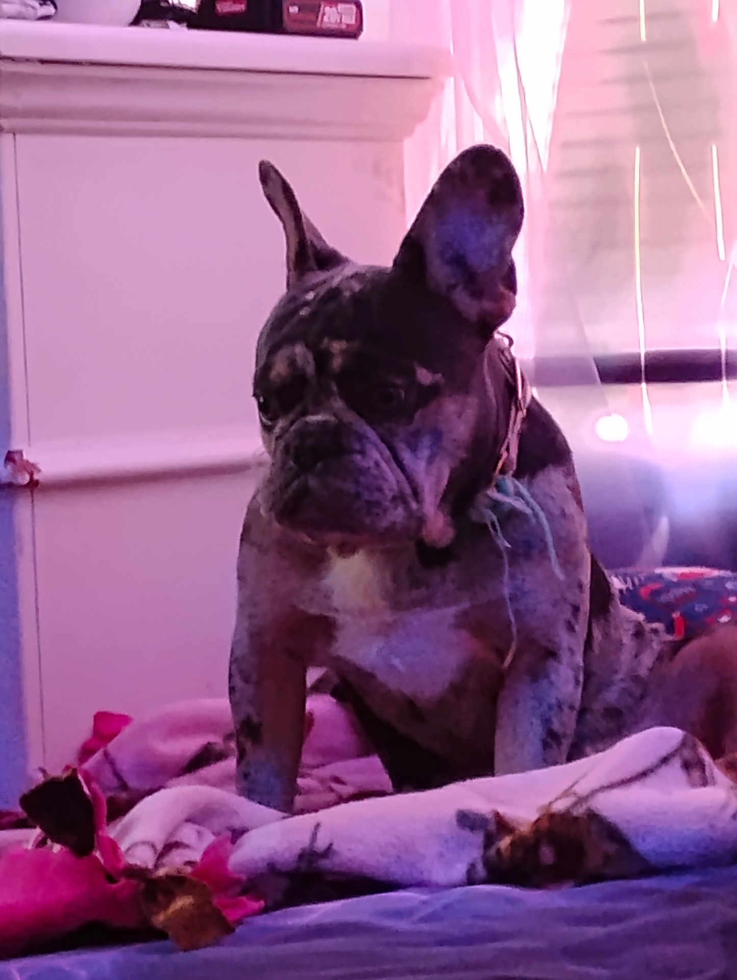 Hermie joined the competition — help win amazing prizes! dog, french_bulldog, brindle, bed, blanket, indoor, pet, canine, animal, fur, ears, collar, resting, cozy, soft_light, pink_light, furniture, home, curtains, quiet