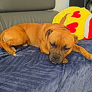 Vadim participe au concours pour gagner de l'argent avec cette photo : dog, sleeping, sofa, blanket, pillow, yellow, red_hearts, brown_dog, indoors, pet, resting, furniture, cozy, relaxed, canine, living_room, tile_floor, home, cute, calm