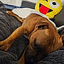 Vadim a rejoint le concours — aidez-le/la à gagner de superbes lots ! dog, sleeping, brown_dog, blanket, couch, emoji_pillow, tongue_out, winking, indoor, cozy, pet, fur, relaxing, home, soft, throw, comfort, rest, animal, cute