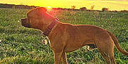 Vadim participe au concours pour gagner de l'argent avec cette photo : dog, sunset, field, grass, collar, outdoor, nature, animal, pet, brown_dog, silhouette, sky, clouds, sun, landscape, canine, evening, peaceful, standing, sunlight