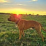 dog, sunset, field, grass, collar, outdoor, nature, animal, pet, brown_dog, silhouette, sky, clouds, sun, landscape, canine, evening, peaceful, standing, sunlight