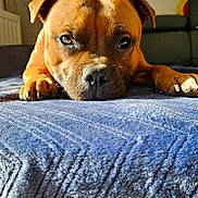 Vadim a rejoint le concours — aidez-le/la à gagner de superbes lots ! animal, blanket, blue_blanket, brown_dog, chair, close_up, couch, cozy, dog, domestic_animal, fur, home, indoor, lying_down, nail, paw, pet, portrait, relaxed, sunlight