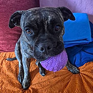 Ruby participe au concours pour gagner de l'argent avec cette photo : dog, brindle, ball, toy, pet, indoor, blanket, cushion, orange, purple, blue, brown, playful, animal, canine, cute, closeup, face, ears, eyes