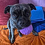 dog, brindle, ball, toy, pet, indoor, blanket, cushion, orange, purple, blue, brown, playful, animal, canine, cute, closeup, face, ears, eyes