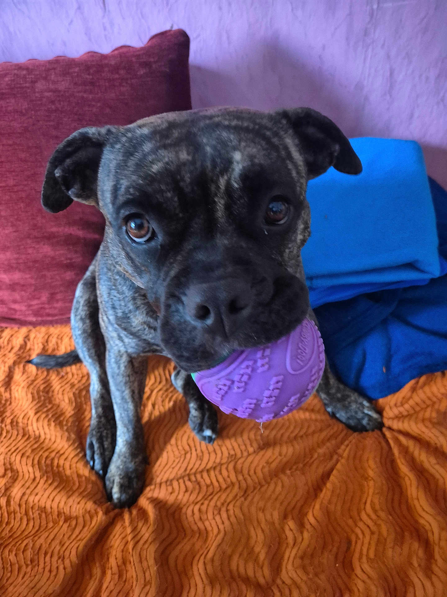 Ruby participe au concours pour gagner de l'argent avec cette photo : dog, brindle, ball, toy, pet, indoor, blanket, cushion, orange, purple, blue, brown, playful, animal, canine, cute, closeup, face, ears, eyes