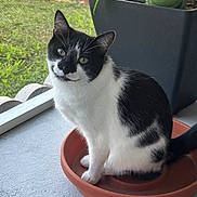 Stormy joined the competition — help win amazing prizes! cat, tuxedo_cat, pet, animal, black_and_white, sitting, portrait, whiskers, green_eyes, ears, fur, window, windowsill, flowerpot, plant, garden, outdoors, sunlight, home, closeup