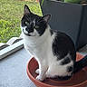 animal, black_and_white, cat, closeup, ears, flowerpot, fur, garden, green_eyes, home, outdoors, pet, plant, portrait, sitting, sunlight, tuxedo_cat, whiskers, window, windowsill