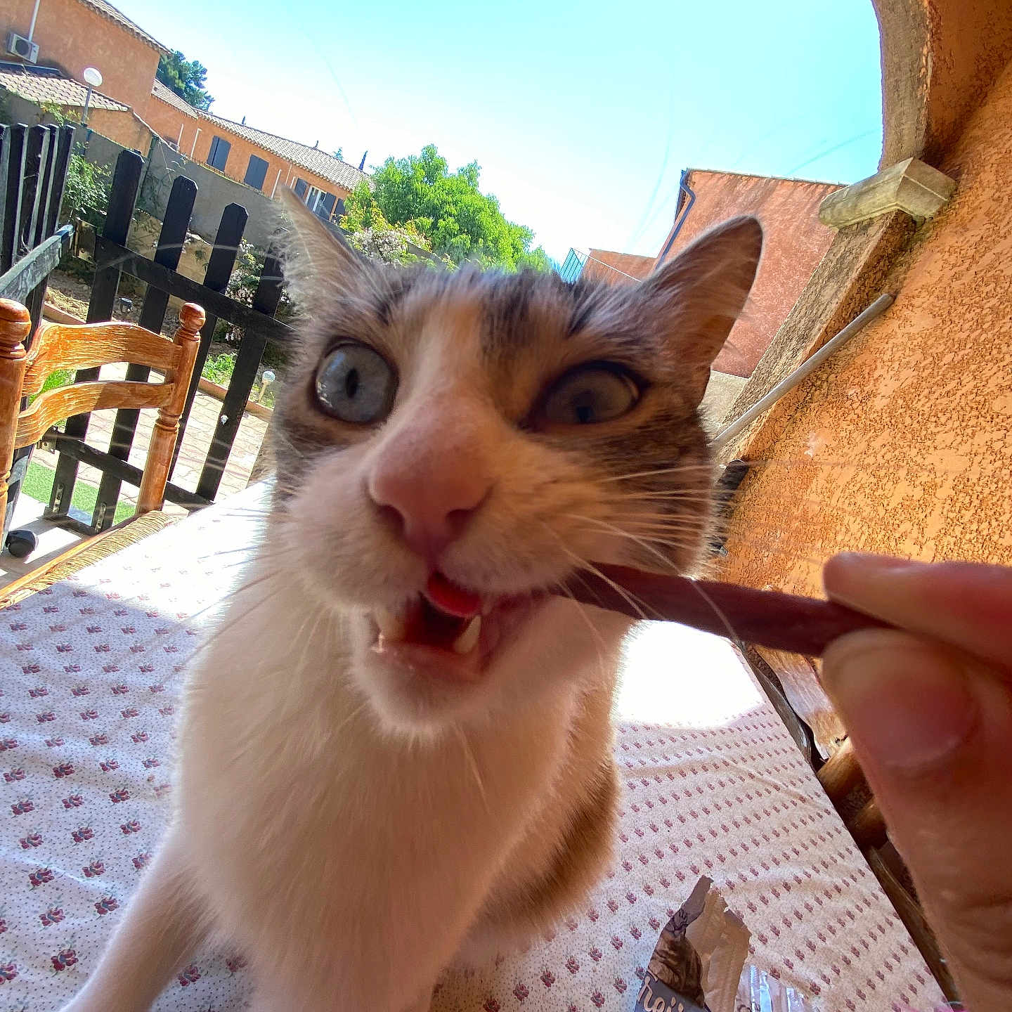 Paco participe au concours pour gagner de l'argent avec cette photo : animal, bodypart, cat, cream, cutlery, dessert, diningtable, finger, food, fork, furniture, hand, icecream, icing, person, pet, plywood, spoon, table, wood