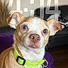 alert, animal, brown_floor, chihuahua, closeup, collar, cute, dog, domestic_animal, ears_up, furniture, indoor, living_room, looking_at_camera, pet, phone_screen_overlay, portrait, purple_blanket, small_dog, time_display