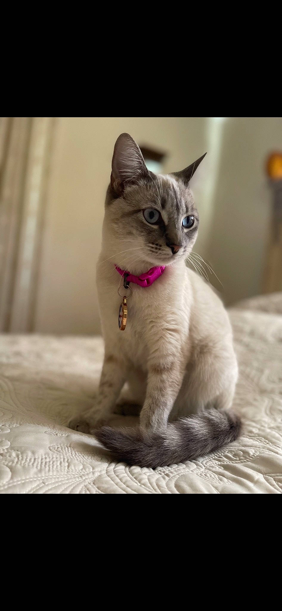 Leyla is registered to the contest to win money with this photo: carnivore, cat, cat_supply, claw, domestic_short_haired_cat, fawn, felidae, fur, paw, photo_caption, siamese, sitting, small_to_medium_sized_cats, snout, tail, terrestrial_animal, whiskers, wildlife