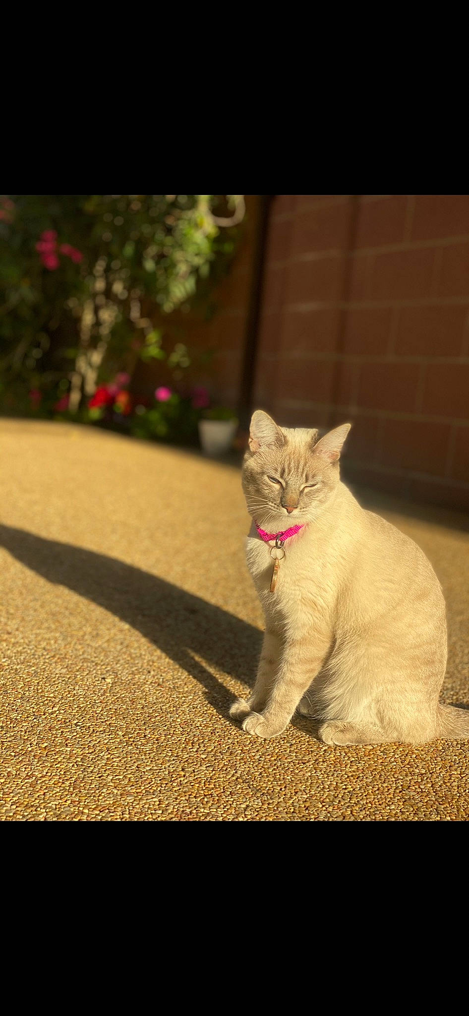 Leyla is registered to the contest to win money with this photo: asphalt, carnivore, cat, domestic_short_haired_cat, eye, fawn, felidae, flooring, fur, grass, paw, plant, road_surface, sky, small_to_medium_sized_cats, snout, tail, tints_and_shades, whiskers, wood