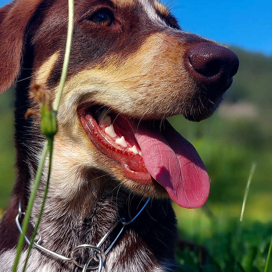 Nala