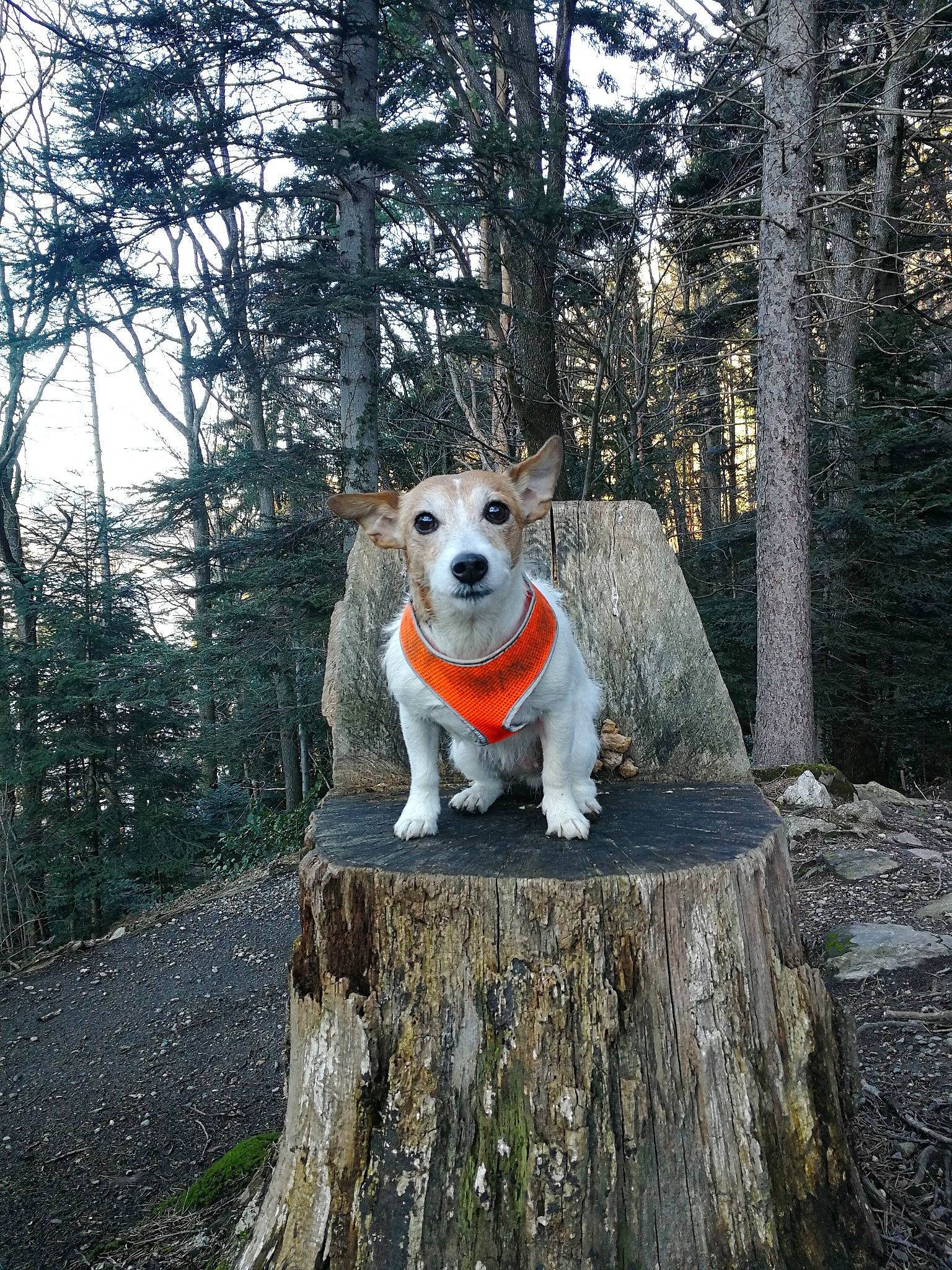 Schana participe au concours pour gagner de l'argent avec cette photo : american_staffordshire_terrier, canidae, carnivore, companion_dog, dog, dog_breed, fawn, feist, forest, jack_russell_terrier, mammal, russell_terrier, tail, terrier, tree, treeing_feist, trunk, vertebrate, winter, woody_plant