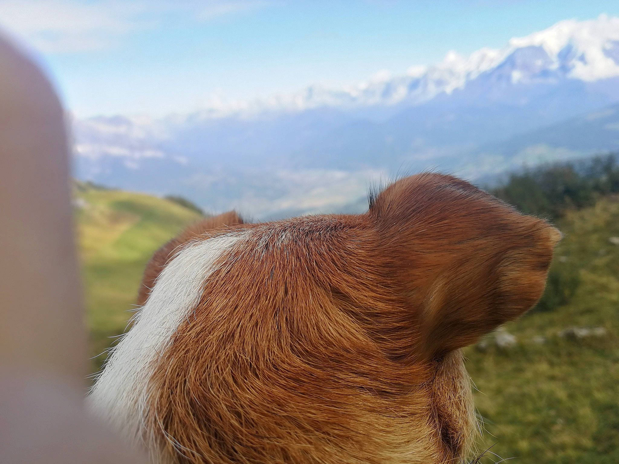 Schana a rejoint le concours — aidez-le/la à gagner de superbes lots ! canidae, carnivore, dog, dog_breed, fawn, highland, liver, sporting_group