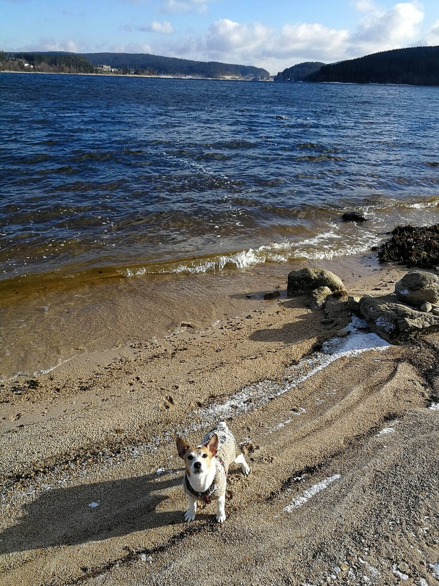 Schana a rejoint le concours — aidez-le/la à gagner de superbes lots ! bay, beach, canidae, carnivore, coast, coastal_and_oceanic_landforms, dog, mountain, non_sporting_group, ocean, rock, sand, sea, shore, sporting_group, tourism, vacation, wave, wind_wave, wood