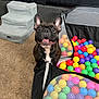 Mayla is registered to the contest to win money with this photo: dog, french_bulldog, ball_pit, colorful_balls, carpet, indoor, couch, pet_stairs, tongue_out, happy, playful, mesh_panel, toy, paws, looking_up, closeup, portrait, black_fur, white_chest, excited