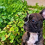 dog, french_bulldog, brindle, pet, portrait, outdoor, greenery, leaves, close_up, curious, profile, whiskers, ear, snout, chest, reflection_in_eye, garden, foliage, sitting, companion