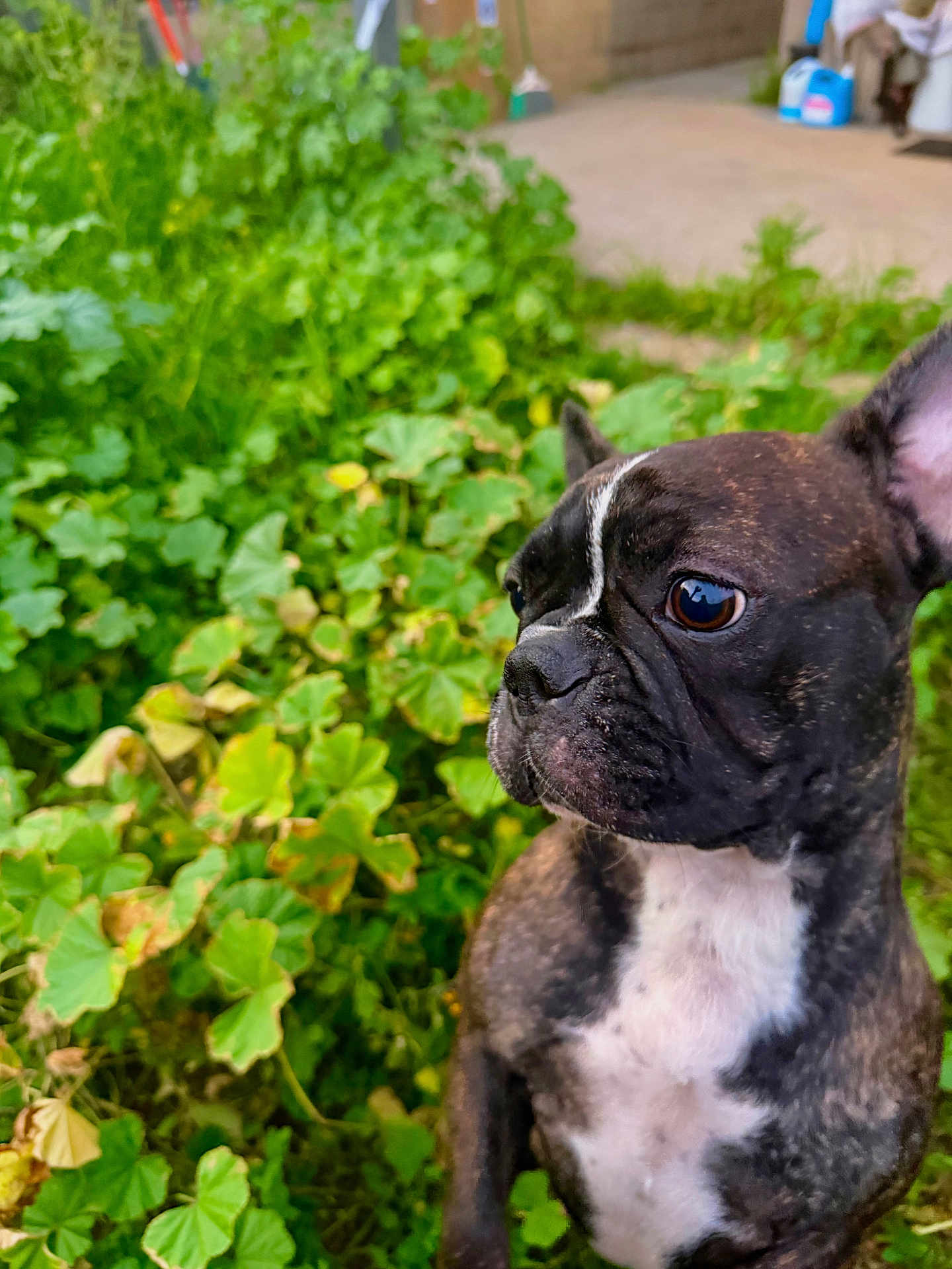 Mayla is registered to the contest to win money with this photo: dog, french_bulldog, brindle, pet, portrait, outdoor, greenery, leaves, close_up, curious, profile, whiskers, ear, snout, chest, reflection_in_eye, garden, foliage, sitting, companion