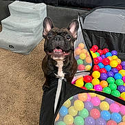 Lulu is registered to the contest to win money with this photo: dog, french_bulldog, ball_pit, colorful_balls, carpet, indoor, couch, pet_stairs, tongue_out, happy, playful, mesh_panel, toy, paws, looking_up, closeup, portrait, black_fur, white_chest, excited