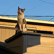 Astro is registered to the contest to win money with this photo: cat, feline, pet, animal, rooftop, sky, power_lines, sunlight, golden_hour, shadow, building, siding, outdoor, paws, whiskers, ears, alert, sitting, portrait, curious