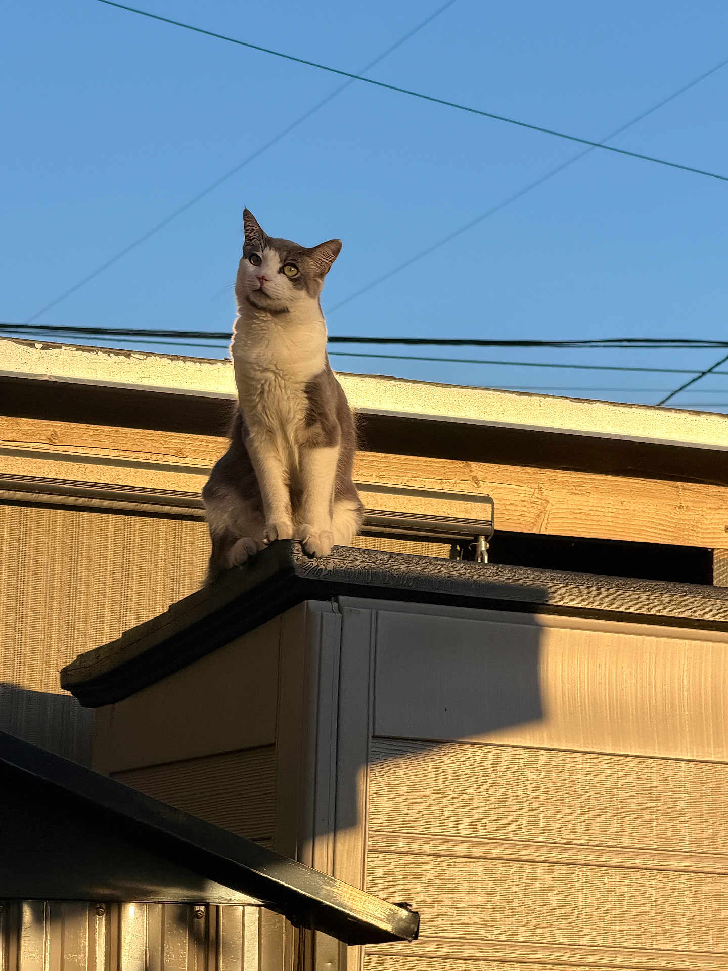 Astro is registered to the contest to win money with this photo: cat, feline, pet, animal, rooftop, sky, power_lines, sunlight, golden_hour, shadow, building, siding, outdoor, paws, whiskers, ears, alert, sitting, portrait, curious