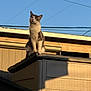 Astro joined the competition — help win amazing prizes! cat, feline, pet, animal, rooftop, sky, power_lines, sunlight, golden_hour, shadow, building, siding, outdoor, paws, whiskers, ears, alert, sitting, portrait, curious