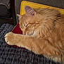 animal, blanket, cat, closeup, comfort, cozy, cushion, domestic_cat, feline, fluffy, fur, indoor, nap, orange_cat, paw, pet, relaxing, resting, sleeping, soft_texture