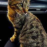 Niro a rejoint le concours — aidez-le/la à gagner de superbes lots ! cat, tabby_cat, pet, animal, feline, yellow_eyes, whiskers, fur, car_interior, seat, window, nature, greenery, closeup, portrait, sitting, curious, domestic_animal, lap, indoor