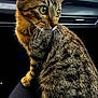 cat, tabby_cat, pet, animal, feline, yellow_eyes, whiskers, fur, car_interior, seat, window, nature, greenery, closeup, portrait, sitting, curious, domestic_animal, lap, indoor