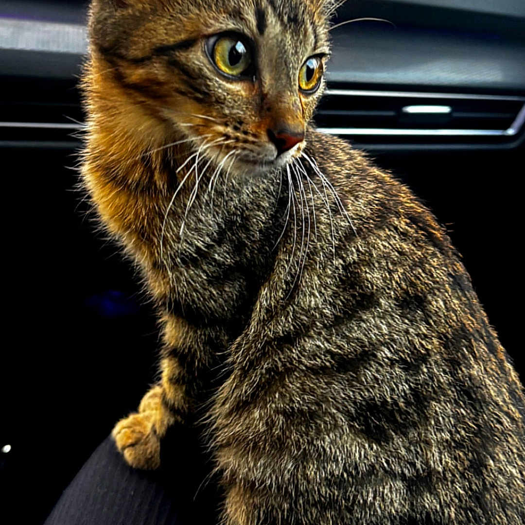 Niro a rejoint le concours — aidez-le/la à gagner de superbes lots ! animal, car_interior, cat, closeup, curious, domestic_animal, feline, fur, greenery, indoor, lap, nature, pet, portrait, seat, sitting, tabby_cat, whiskers, window, yellow_eyes