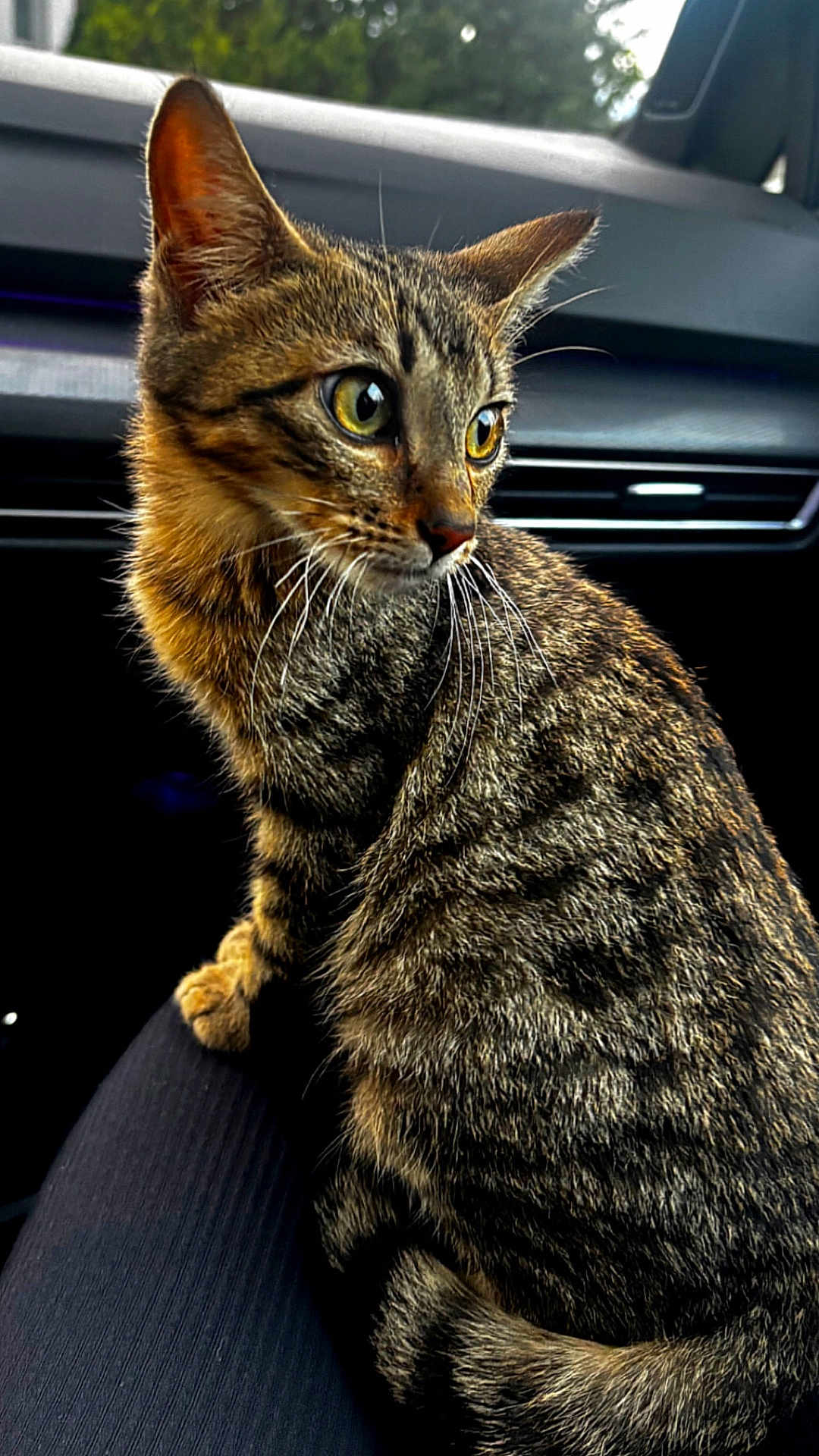 Niro a rejoint le concours — aidez-le/la à gagner de superbes lots ! cat, tabby_cat, pet, animal, feline, yellow_eyes, whiskers, fur, car_interior, seat, window, nature, greenery, closeup, portrait, sitting, curious, domestic_animal, lap, indoor