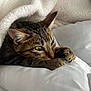 animal, bed, blanket, cat, closeup, comfort, cozy, cute, feline, fur, indoor, paws, pet, relaxing, resting, sleepy, soft, tabby_cat, warm, whiskers