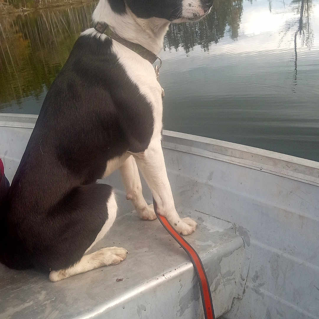 Cletus is registered to the contest to win money with this photo: accessories, animal, boat, bostonbull, bulldog, canine, dog, hound, leash, nature, outdoors, pet, plant, puppy, strap, transportation, tree, vehicle, water, waterfront