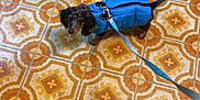 Roxie joined the competition — help win amazing prizes! dog, small_dog, blue_jacket, leash, tile_floor, patterned_floor, indoor, curious, pet, animal, puppy, brown_and_black, walking_gear, floor_tiles, retro_style, looking_up, domestic_animal, companion, cute, ready_to_go