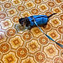 dog, small_dog, blue_jacket, leash, tile_floor, patterned_floor, indoor, curious, pet, animal, puppy, brown_and_black, walking_gear, floor_tiles, retro_style, looking_up, domestic_animal, companion, cute, ready_to_go