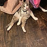Astro is registered to the contest to win money with this photo: cat, kitten, pet, animal, indoor, floor, wooden_floor, collar, bell, curious, sitting, looking, wide_eyes, household, fabric, pink, purple, brown, tabby, white