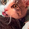 Astro joined the competition — help win amazing prizes! cat, close_up, tongue_out, whiskers, playful, curious, feline, pet, animal, fur, eyes, nose, indoor, cute, muzzle, portrait, soft_texture, warm_lighting, domestic, expression