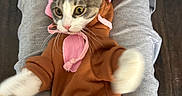 Astro is registered to the contest to win money with this photo: cat, animal, pet, clothing, hoodie, ears, person, lap, paws, grey_pants, black_socks, floor, wooden_floor, indoor, cute, startled, fur, whiskers, pink, brown