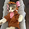 cat, animal, pet, clothing, hoodie, ears, person, lap, paws, grey_pants, black_socks, floor, wooden_floor, indoor, cute, startled, fur, whiskers, pink, brown