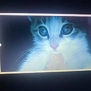 Astro is registered to the contest to win money with this photo: cat, close_up, screen, frame, animal, pet, whiskers, eyes, fur, indoor, glow, reflection, portrait, digital, display, technology, animal_face, blur, noise, pink_nose