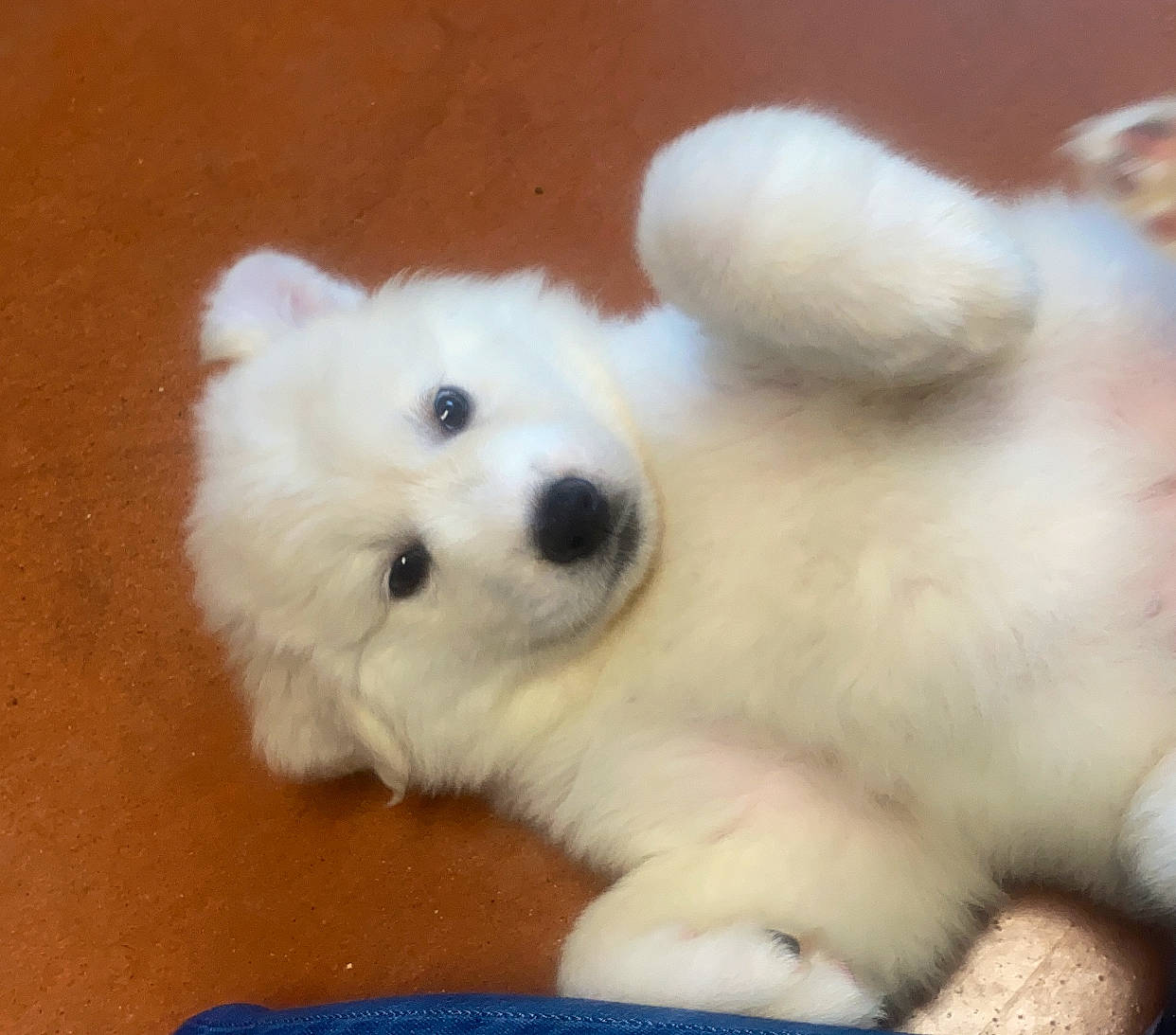 Alpha Rose is registered to the contest to win money with this photo: american_eskimo_dog, canidae, carnivore, companion_dog, dog, dog_breed, fawn, fur, german_spitz, german_spitz_klein, german_spitz_mittel, japanese_spitz, maltepoo, samoyed, snout, spitz, sporting_group, toy_dog, volpino_italiano, whiskers