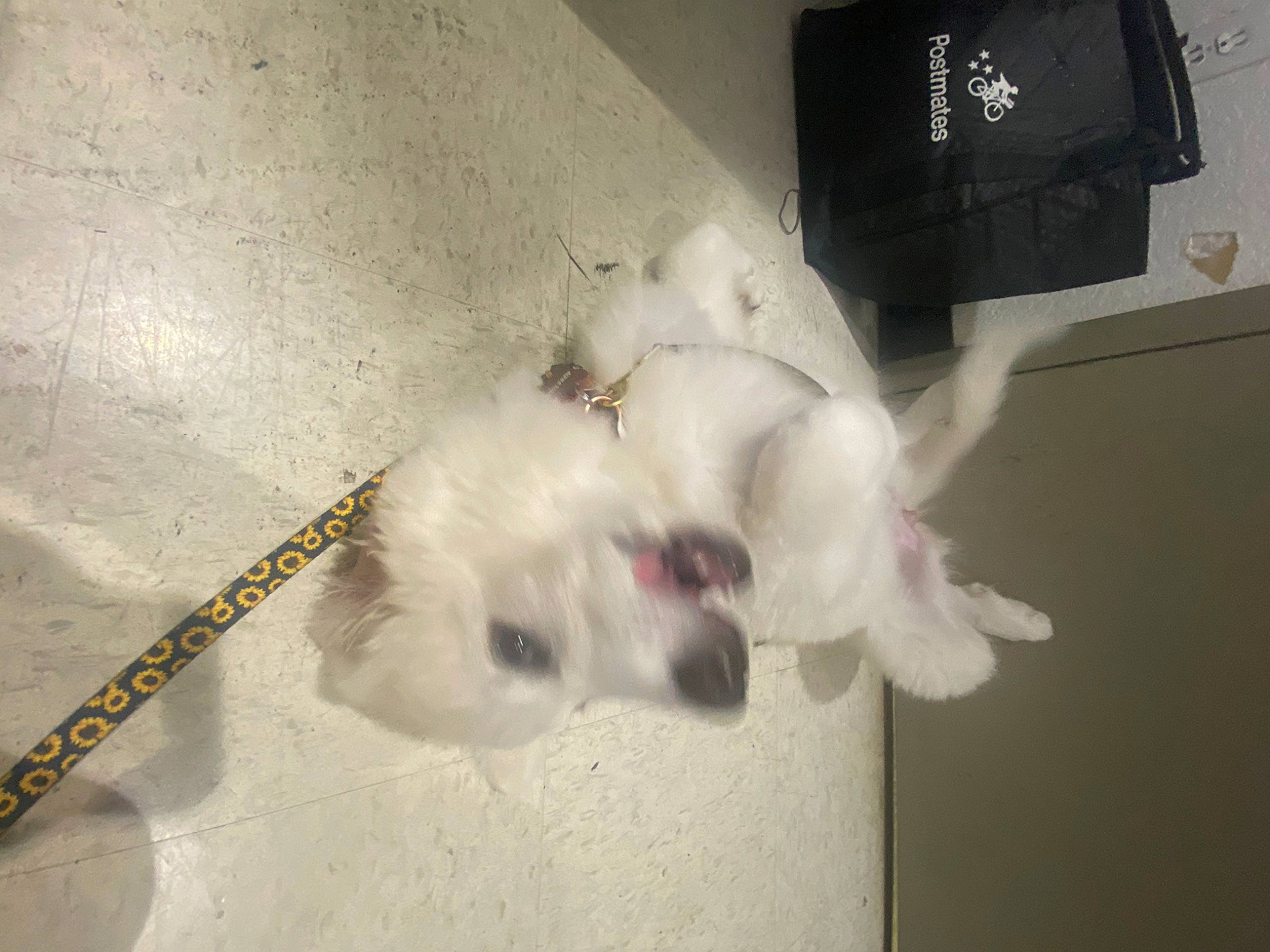 Alpha Rose joined the competition — help win amazing prizes! canidae, companion_dog, dog_breed, ear, eye, fawn, felidae, flooring, foot, fur, non_sporting_group, paw, rabbit, rabbits_and_hares, small_to_medium_sized_cats, snout, sporting_group, sports_equipment, tail, whiskers